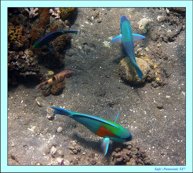 2012 - 07 - Dauin Sanctuary 26